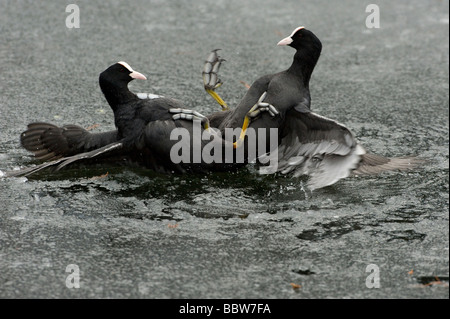 Folaghe fulica atra combattimenti su ghiaccio Foto Stock