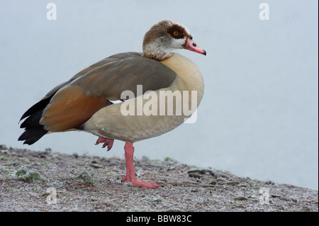 Oca egiziana Alopochen aegyptiacus sorge su una gamba sola nel freddo inverno del Regno Unito in cui gli antichi Egizi considerata oche egiziane da sac Foto Stock