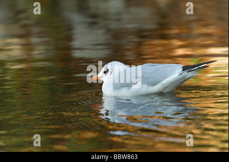 Testa nera gull Larus ridibundus piumaggio invernale piscina per adulti con la riflessione