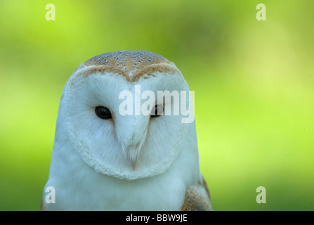 Barbagianni Tyto alba disco facciale che mostra occhio e becco Foto Stock