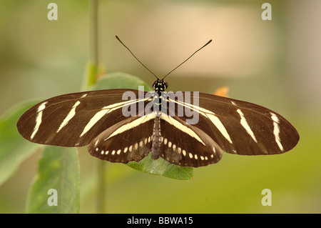 Zebra Longwing - Heliconius charithonia Foto Stock