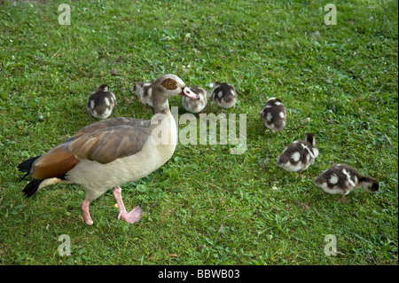 Oca egiziana Alopochen aegyptiacus perso piedi difendendo 7 giovani goslings da predator probabilmente una volpe Foto Stock