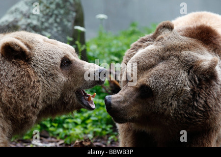 Germania Berlino Köllnischer Park unione orso bruno Ursus arctos Foto Stock