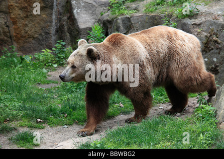 Germania Berlino Zoo europeo di orso bruno Ursus arctos Foto Stock