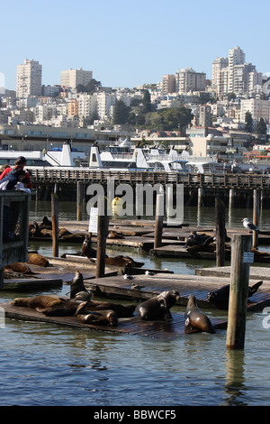 Tourist guardando le guarnizioni al Molo 39 San Francisco California USA Foto Stock