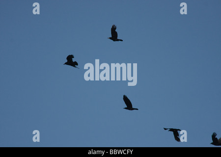 Rooks in volo. Foto Stock