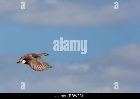 Canapiglia Anas strepera in volo a Cley riserva naturale North Norfolk Foto Stock