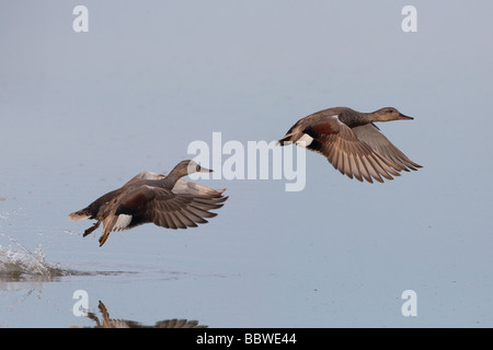 Canapiglia Anas strepera in volo a Cley riserva naturale North Norfolk Foto Stock