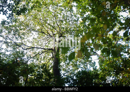 Estate luce del sole che filtra attraverso i vecchi rami e foglie verdi di ondeggianti alberi di quercia nella antica foresta di Sydenham legno Foto Stock