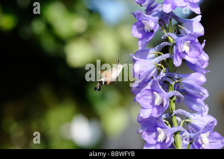 Foto di stock di un colibrì moth alimentazione da un fiore Delphinium Foto Stock