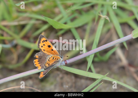 Piccola farfalla di rame. Foto Stock