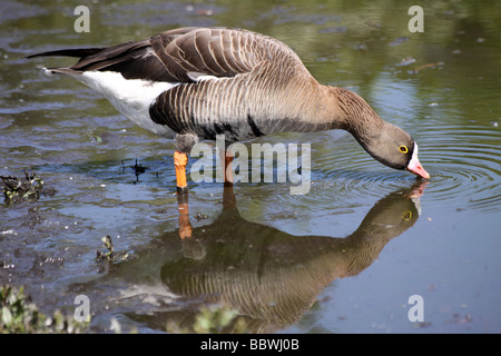 Minor White-fronteggiata Goose Anser erythropus bere a Martin mera WWT, LANCASHIRE REGNO UNITO Foto Stock