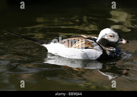 Maschio lungo-tailed Duck Clangula hyemalis nuoto a Martin mera WWT, LANCASHIRE REGNO UNITO Foto Stock