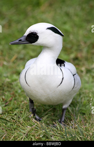 Ritratto di Smew maschio Mergellus albellus permanente sulla erba a Martin mera WWT, LANCASHIRE REGNO UNITO Foto Stock