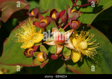 L'arbusto perenne Tutsan Hypericum androsaemum prese a Martin mera WWT, LANCASHIRE REGNO UNITO Foto Stock