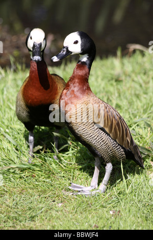 Ritratto di due di fronte bianco-sibili Duck Dendrocygna viduata a Martin mera WWT, LANCASHIRE REGNO UNITO Foto Stock