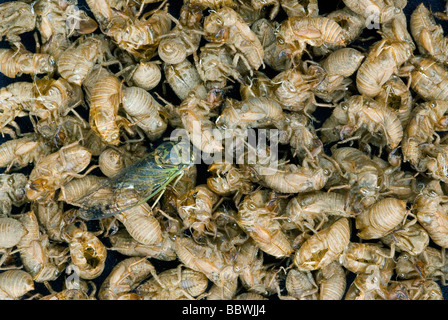 Cicala Dogday Harvestfly Tibicen canicularis su nymphal Cicala pelli USA orientale, da saltare Moody/Dembinsky Foto Assoc Foto Stock