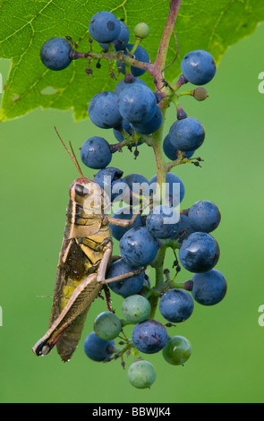 Red-gambe o Grasshopper Locust Melanoplus femurrubrum alimentazione su uva selvatica Vitus labrusca USA orientale Foto Stock