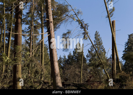 Alberi in Stanley Park a Vancouver, British Columbia, Canada Foto Stock