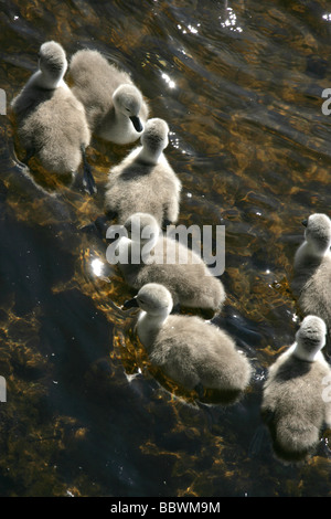 Area di Loch Lomond, Scozia. Una frizione di nuoto cygnets sul Loch Lomond. Foto Stock