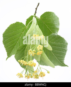 Fiori di tiglio su sfondo bianco Foto Stock