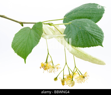 Fiori di tiglio su sfondo bianco Foto Stock