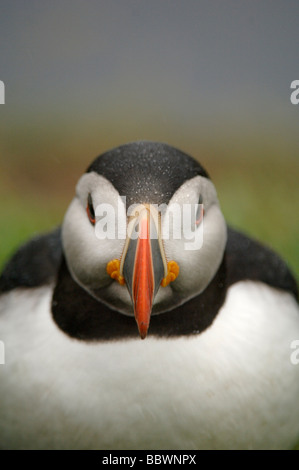 Atlantic puffin Fratercula arctica testa sulla lunga la Treshnish Isles Scozia Scotland Foto Stock