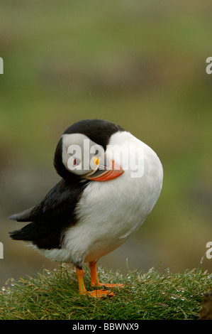 Atlantic puffin Fratercula arctica preening sulla lunga la Treshnish Isles Scozia Scotland Foto Stock