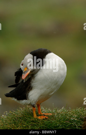 Atlantic puffin Fratercula arctica preening sulla lunga la Treshnish Isles Scozia Scotland Foto Stock