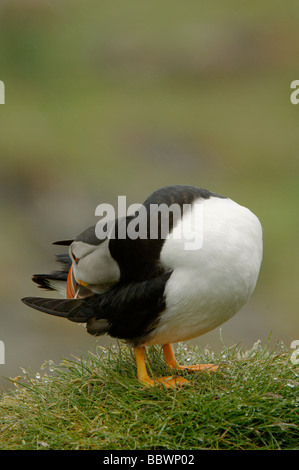 Atlantic puffin Fratercula arctica preening sulla lunga la Treshnish Isles Scozia Scotland Foto Stock