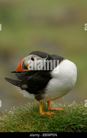 Atlantic puffin Fratercula arctica preening sulla lunga la Treshnish Isles Scozia Scotland Foto Stock