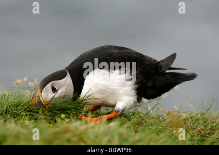 Atlantic puffin Fratercula arctica strattoni all'erba alla linea burrow Foto Stock