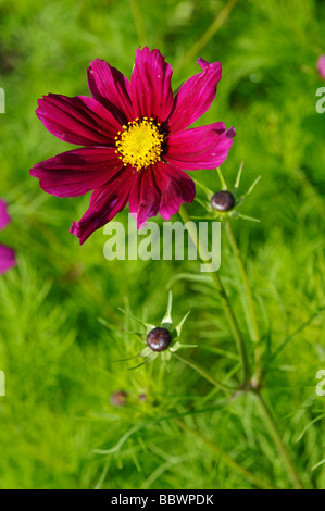 Foto di stock di un cosmo fiore Foto Stock