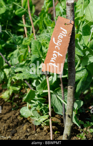 Foto di stock di una fila di zucchero piselli a scatto Foto Stock