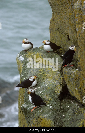 Cornuto i puffini resto sulla scogliera cenge Round Island Alaska Luglio Foto Stock