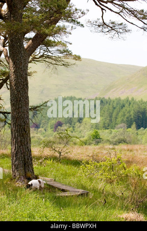 Ettrick Paludi - di proprietà della Commissione Forestale e gestito dai confini della foresta di fiducia per conservare gli habitat di aree inondabili Foto Stock