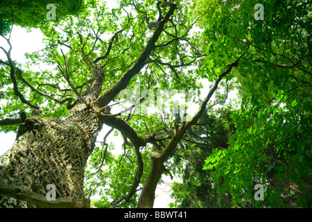 Mighty oak nella foresta Mazury Polonia Foto Stock