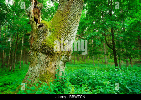 Quercia stagionata stelo nella foresta. Mazury Polonia, aRGB Foto Stock