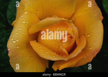 Close-up di rosa gialla con gocce di acqua Foto Stock