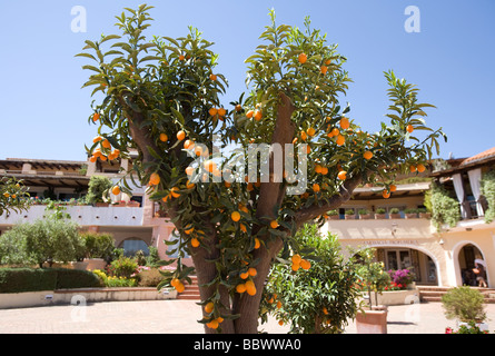 Un kumquat albero a Porto Cervo Sardegna Foto Stock