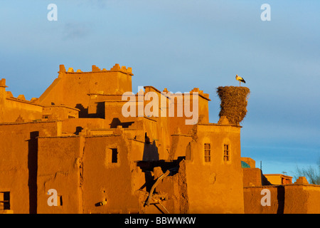 Nido di cicogna sulla Taourirt Kasbah di Ouarzazate in Marocco in Nord Africa Foto Stock