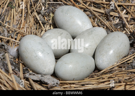 Cigno Cygnus olor uova Abbotsbury Dorset molla Foto Stock