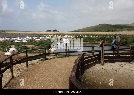 Cigno Cygnus olor Abbotsbury swanery Dorset molla Foto Stock