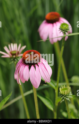 Echinacea purpurea, Purple coneflower Foto Stock