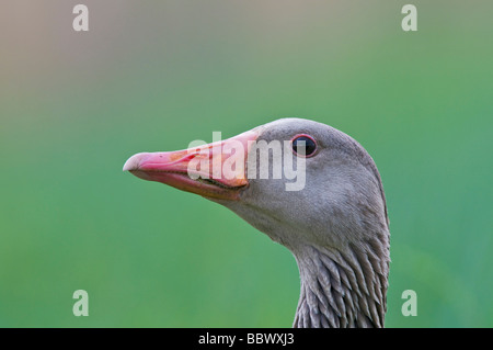 Graylag Goose (Anser anser) Foto Stock