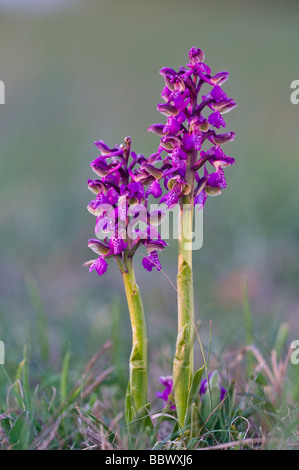 Verde-winged Orchid o verde-venato Orchidea (Orchis morio) Foto Stock