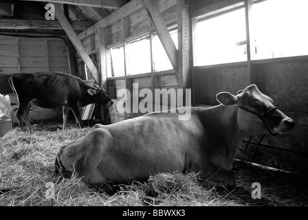 Bestiame di riposo in un fienile. Foto Stock