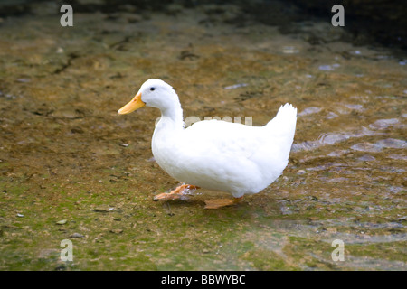 Anatra in acqua Foto Stock