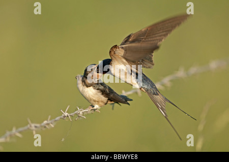 Rondini (Hirundo rustica) durante l'alimentazione Foto Stock