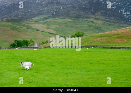 Pecore al pascolo al di sotto delle Highlands Goatfell dell isola di Arran in Scozia Foto Stock